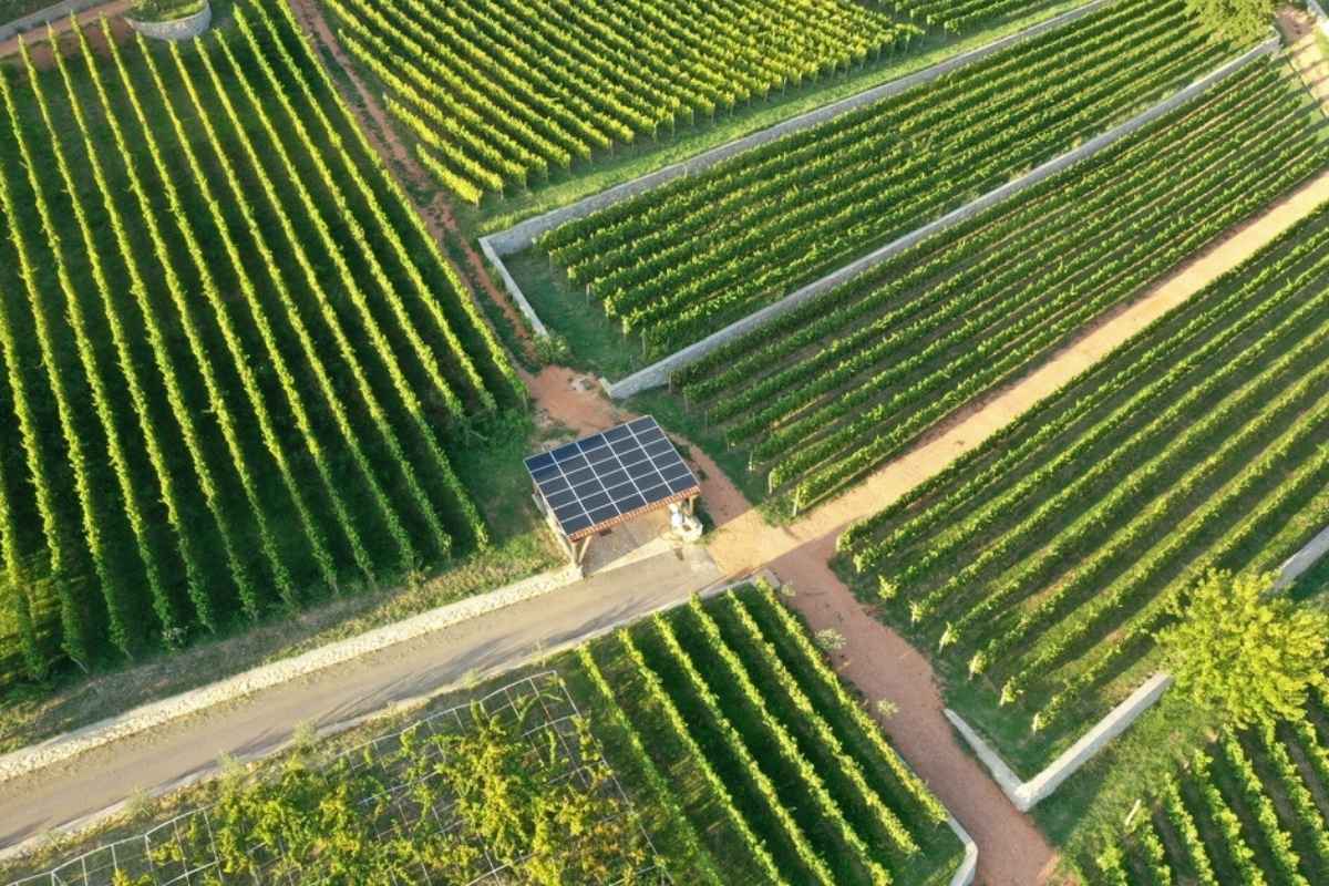 Scenic view of Wine Ivanović vineyards in Podgorica