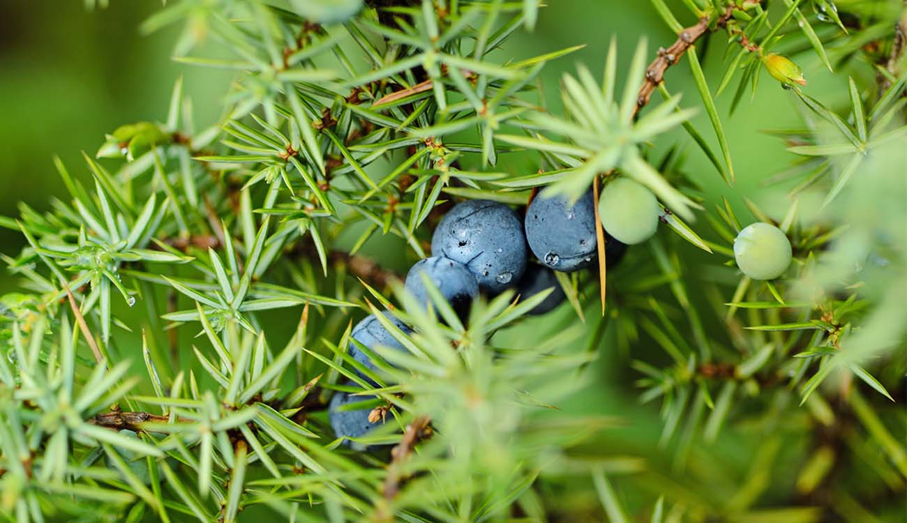 Traditional distilling of Bastadur gin with juniper