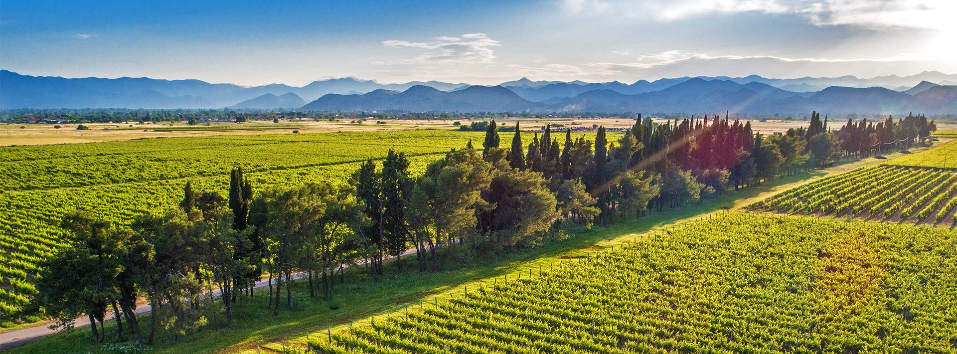 Vineyard area Cemovsko polje