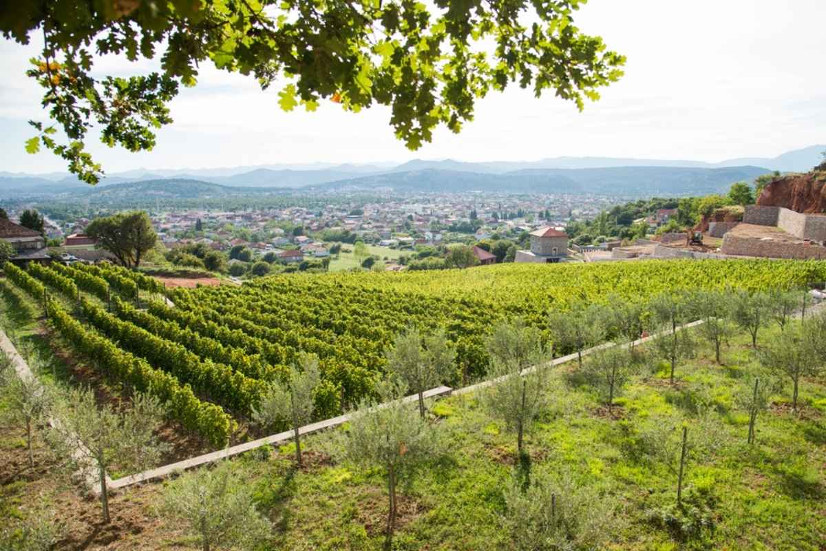 Vineyard landscape at I Wine Ivanović estate