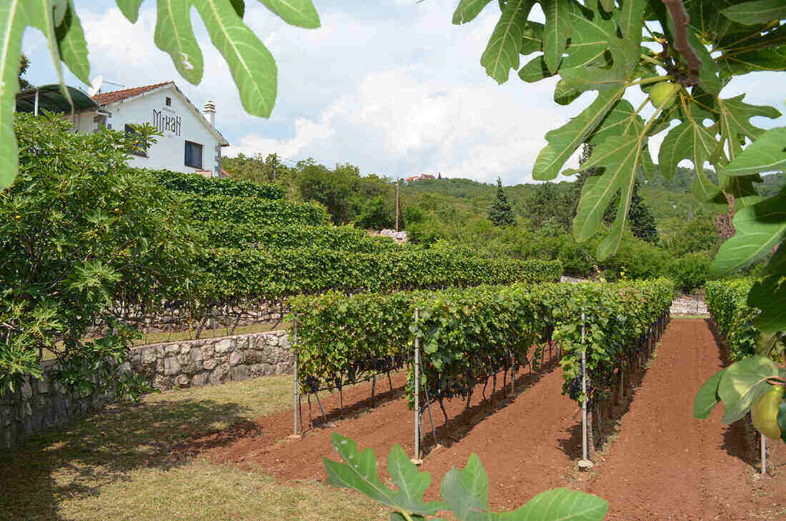 Winery Mrkan Montenegro