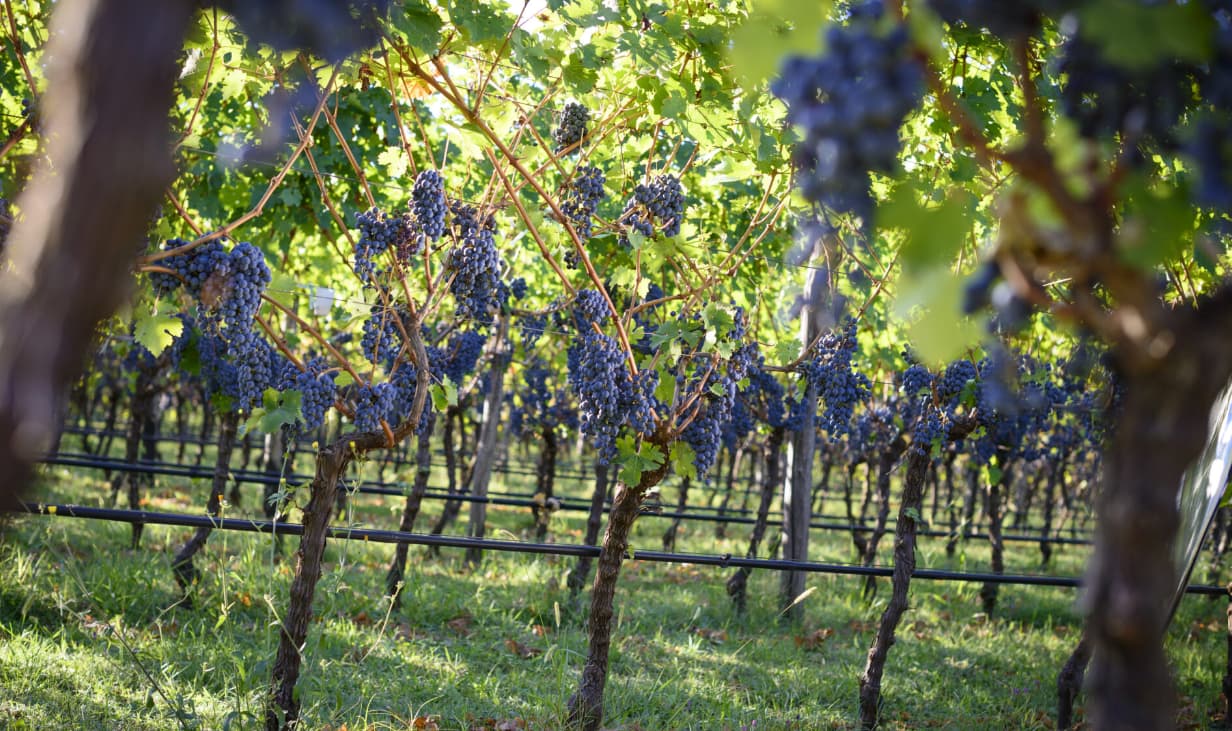 Winery Rakcevic vineyards