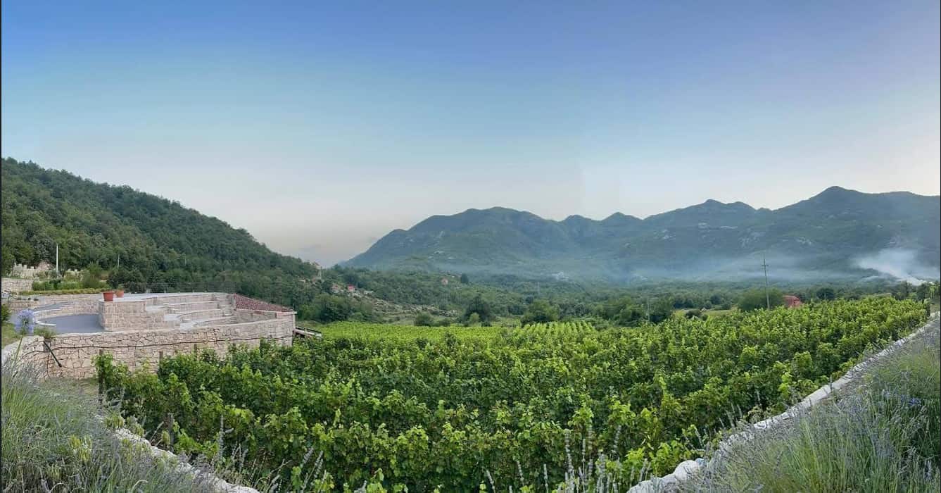 Vineyard Markovic winery