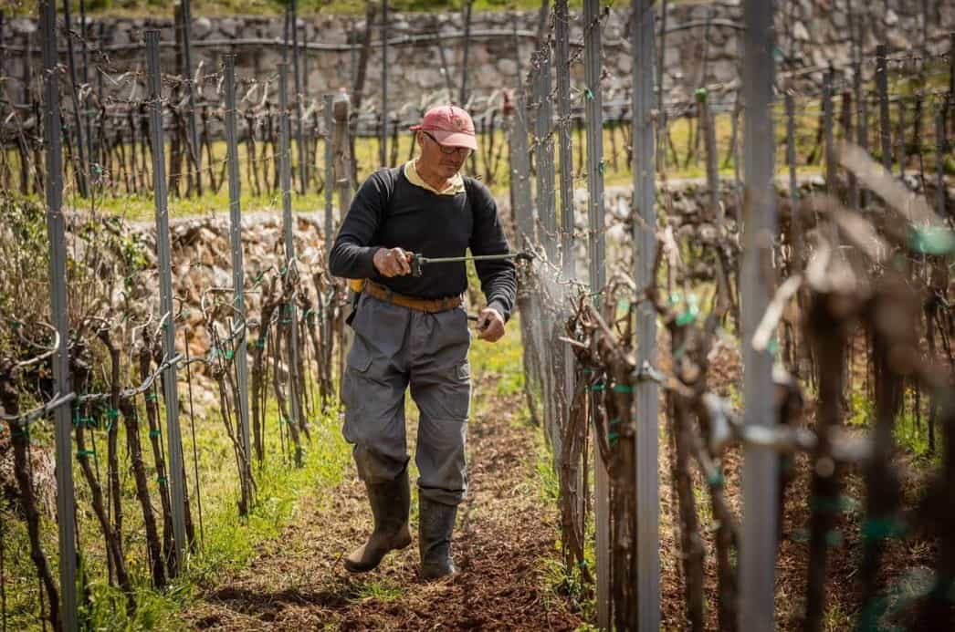 How Is Wine Made?