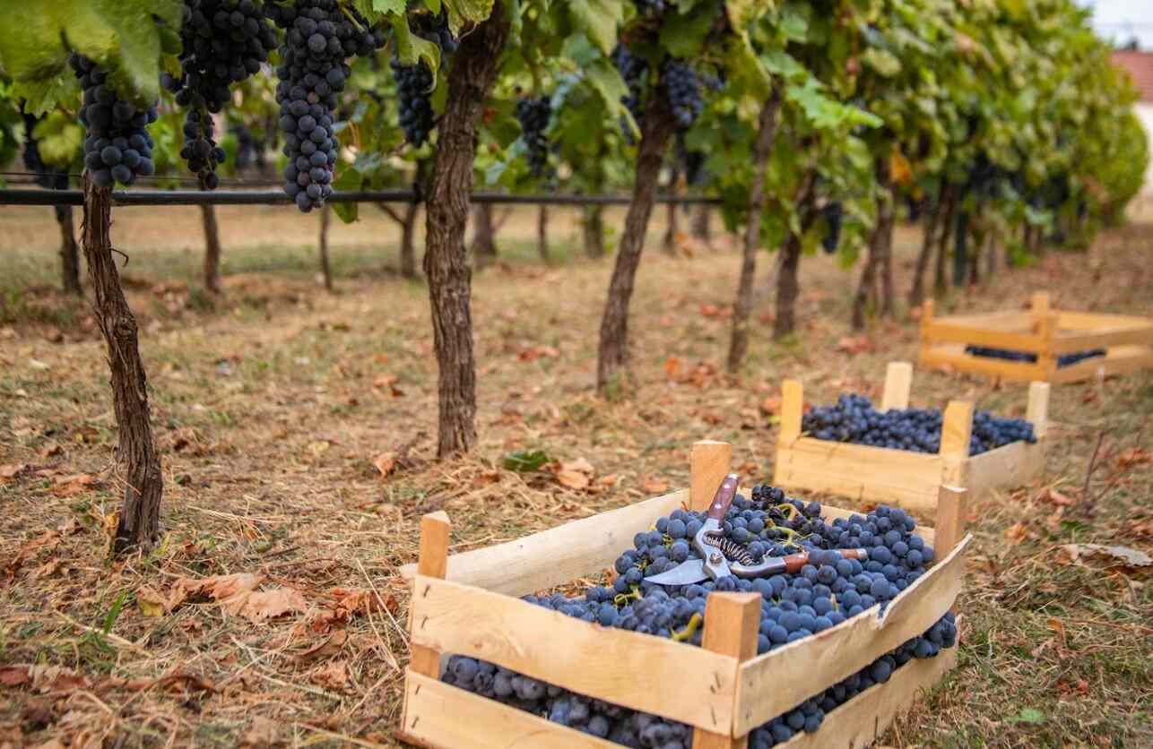 Vinograd vinarija Dračevica
