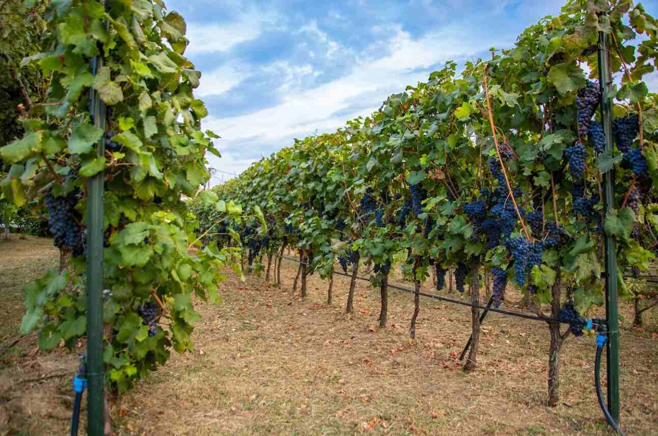 Winery Dračevica grape